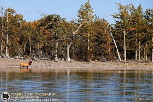 Waterton Lakes National Park elk wading in Water