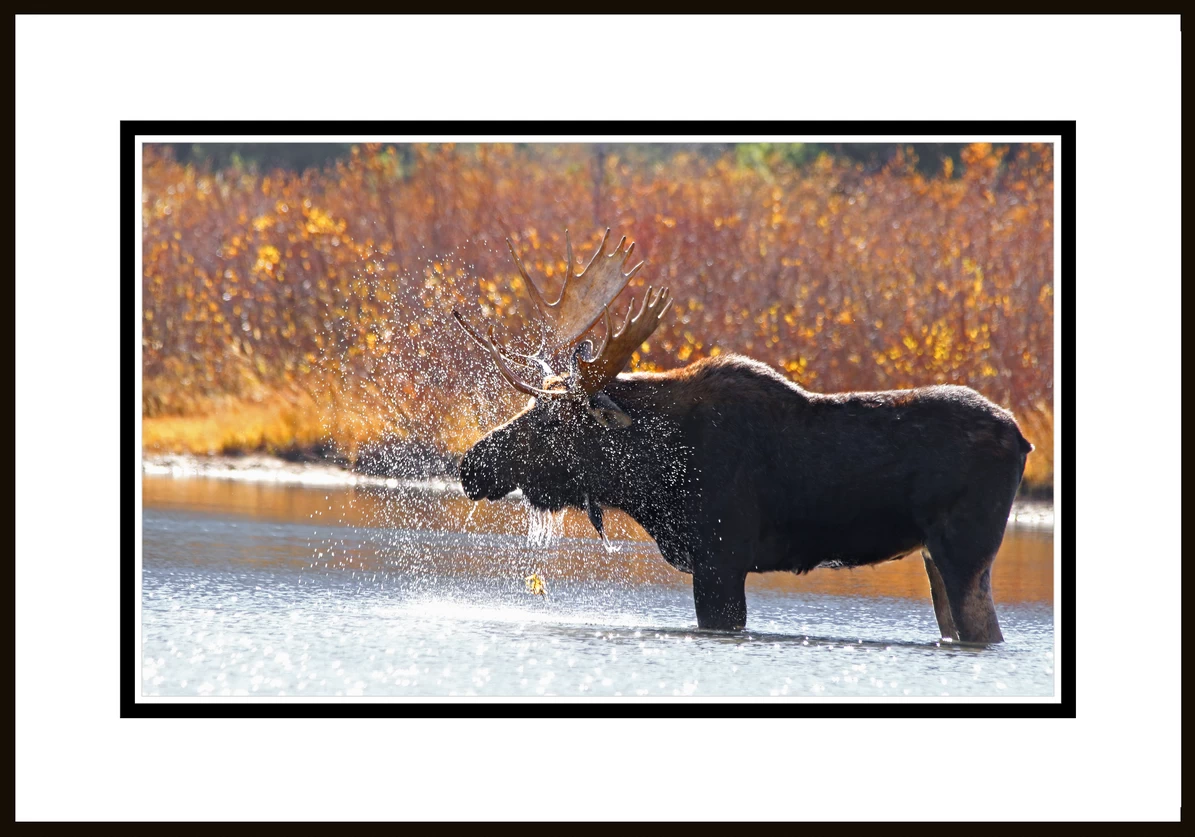 Torrential Elegance: A Moose's Aquatic Ballet