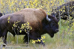 Waterton Plains Bison Walking in the fall snow