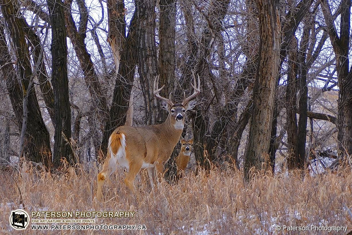 Majestic Whitetail Buck — Winter River Valley, Lethbridge, Alberta