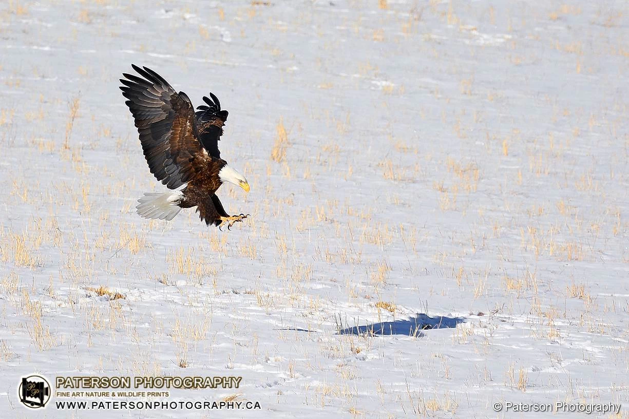 Bald Eagle Hunting Over Southern Alberta Prairie